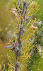 Aspalathus acanthes