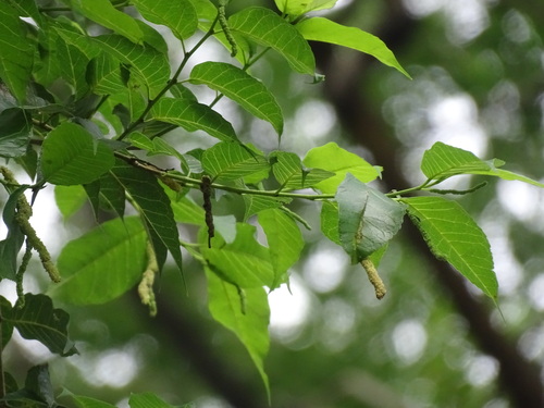 Image of Maclura tinctoria by (c) Alexis López Hernández, some rights reserved (CC BY)