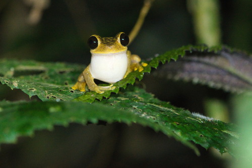Nyctimystes fluviatilis observed 2023-07-29