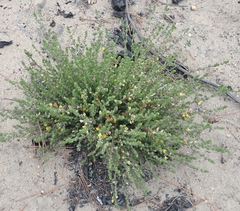 Aspalathus opaca opaca