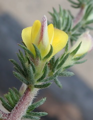 Aspalathus opaca opaca