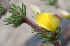 Aspalathus opaca opaca