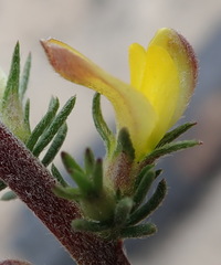 Aspalathus opaca opaca