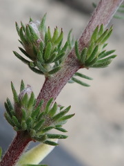 Aspalathus opaca opaca