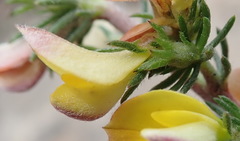 Aspalathus opaca opaca