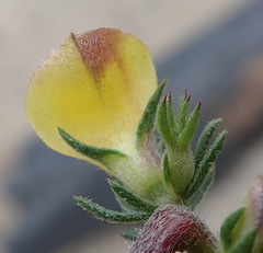 Aspalathus opaca opaca