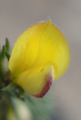 Aspalathus opaca opaca