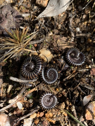 Portuguese Millipede photo 5