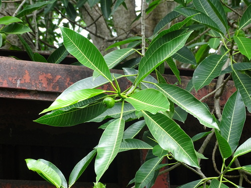 Image of Ficus insipida by (c) Alexis López Hernández, some rights reserved (CC BY)