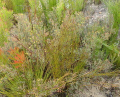 Rafnia capensis capensis