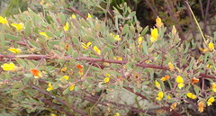 Rafnia capensis capensis