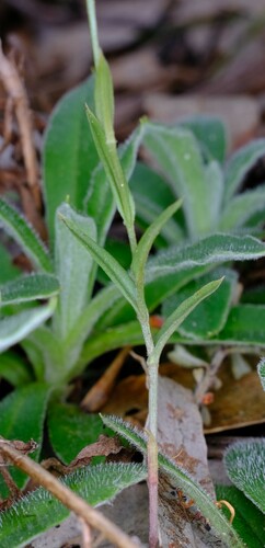 Image of Pterostylis smaragdyna by (c) Peter Crowcroft, some rights reserved (CC BY)