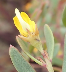 Rafnia capensis capensis