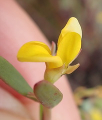 Rafnia capensis capensis