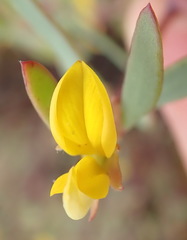 Rafnia capensis capensis