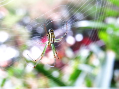 Leucauge blanda