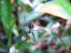 Leucauge blanda