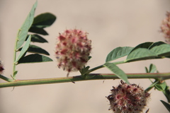 Glycyrrhiza echinata