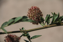 Glycyrrhiza echinata