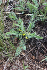Astragalus wolgensis