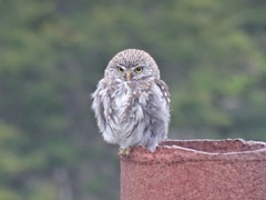 Glaucidium nana