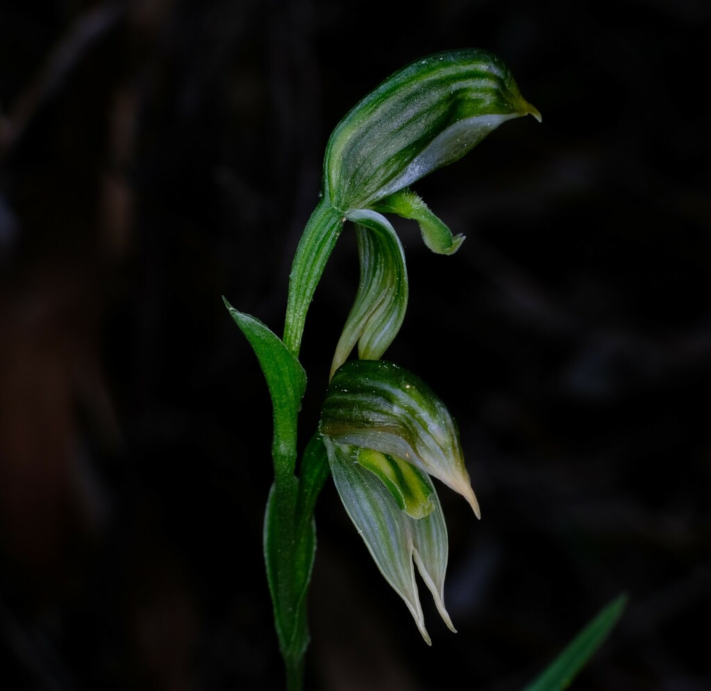 Pterostylis smaragdyna
