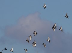 Columba livia domestica
