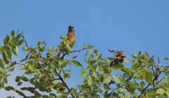 Monticola angolensis