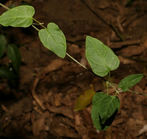 Image of Vincetoxicum grandiflorum by (c) Greg Tasney, some rights reserved (CC BY-SA)