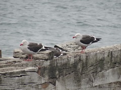 Leucophaeus scoresbii