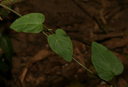 Image of Vincetoxicum grandiflorum by (c) Greg Tasney, some rights reserved (CC BY-SA)
