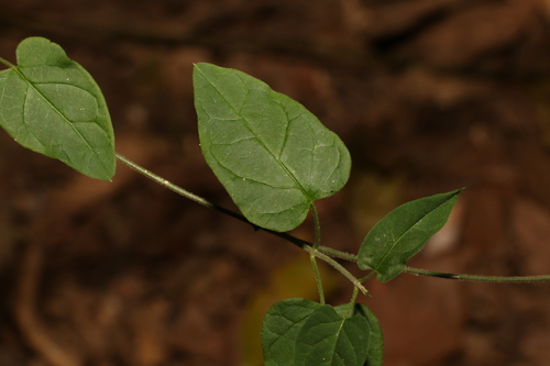 Image of Vincetoxicum grandiflorum by (c) Greg Tasney, some rights reserved (CC BY-SA)