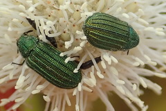 Melyris interstitialis