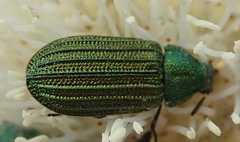 Melyris interstitialis
