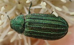 Melyris interstitialis