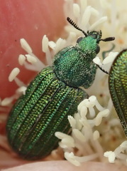 Melyris interstitialis