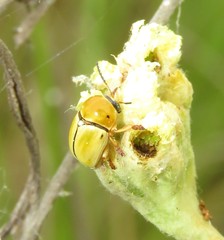 Cryptocephalus decemnotatus