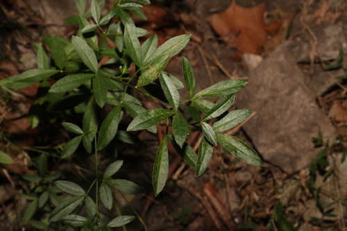 Image of Zieria scopulus by (c) Greg Tasney, some rights reserved (CC BY-SA)