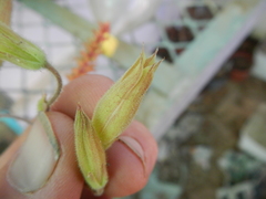 Tylecodon ventricosus