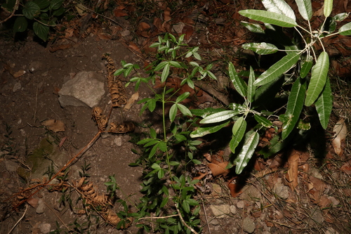 Image of Zieria scopulus by (c) Greg Tasney, some rights reserved (CC BY-SA)