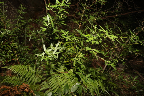 Image of Zieria scopulus by (c) Greg Tasney, some rights reserved (CC BY-SA)