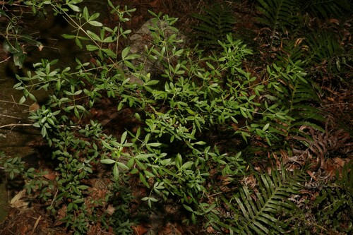 Image of Zieria scopulus by (c) Greg Tasney, some rights reserved (CC BY-SA)