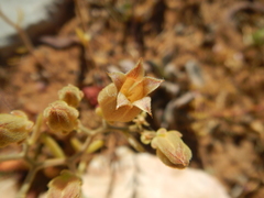 Tylecodon ventricosus