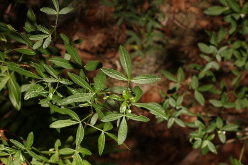 Image of Zieria scopulus by (c) Greg Tasney, some rights reserved (CC BY-SA)