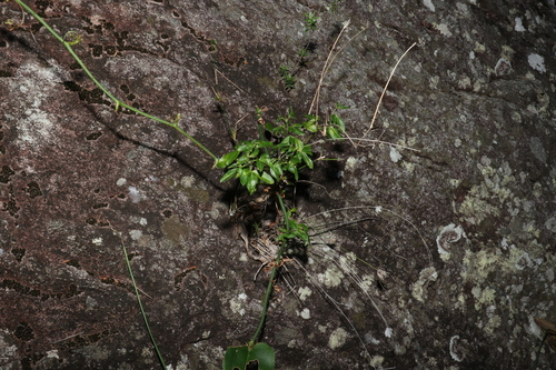 Image of Zieria scopulus by (c) Greg Tasney, some rights reserved (CC BY-SA)