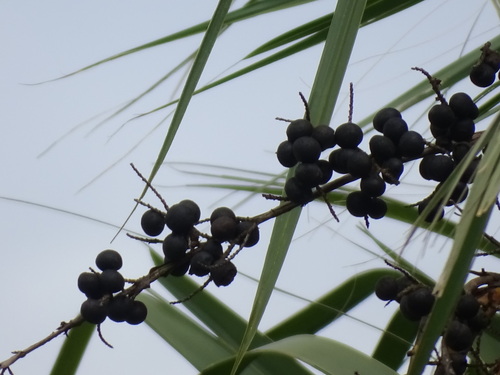 Sabal mexicana