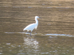 Egretta garzetta