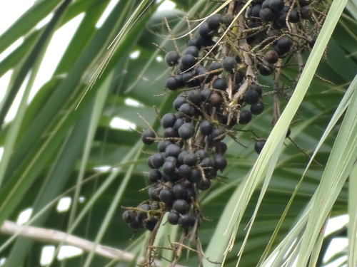 Sabal mexicana