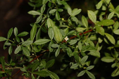 Zieria scopulus Duretto & P.I.Forst.