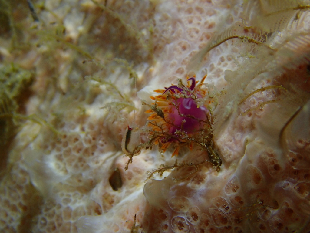 Flabellina from Victoria, Australia on August 11, 2023 at 0902 PM by